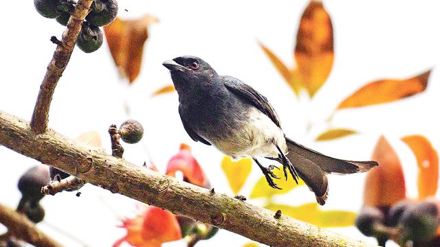 e85b692acbf2eeaa09a9433b19f77216-5abbd68fa87d8