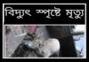 পাঁচবিবিতে ঝড়ে বৈদ্যুতিক তার ছিরে নিহত ১, আহত ৫