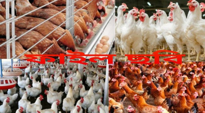 কুমারখালীতে সোনালী ও পোল্ট্রি খামারীরা বিপাকে ॥ প্রতি কেজিতে ১০-১২ টাকা লোকসান