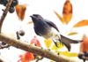 তালিকায় নতুন নতুন পাখি ধলা-পেট ফিঙে