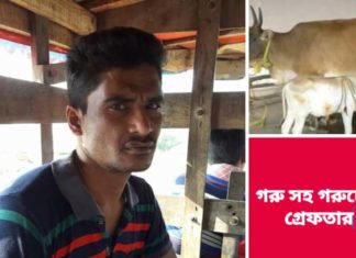 দৌলতপুরে ২ গরুসহ চোরের গুরু গ্রেফতার