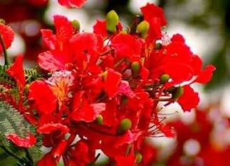 স্বপ্ন দেখা কষ্ট পাওয়া