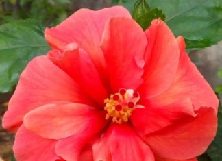 নাজমে আরার কবিতা “সুযোগ”